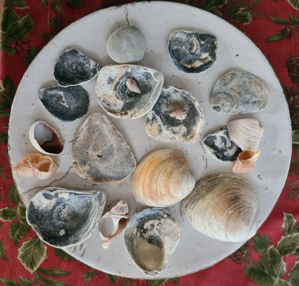 A collection of shells on a ceramic plate.