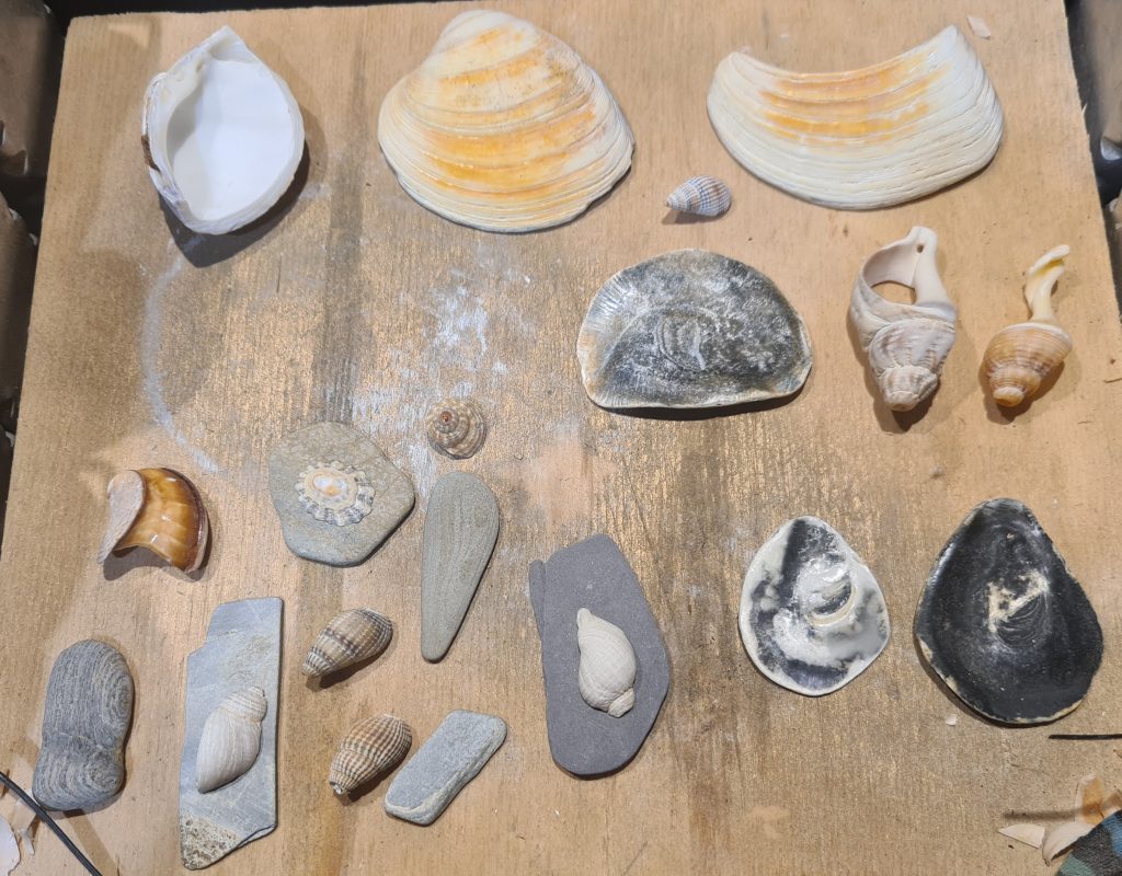 A selection of beach shells.